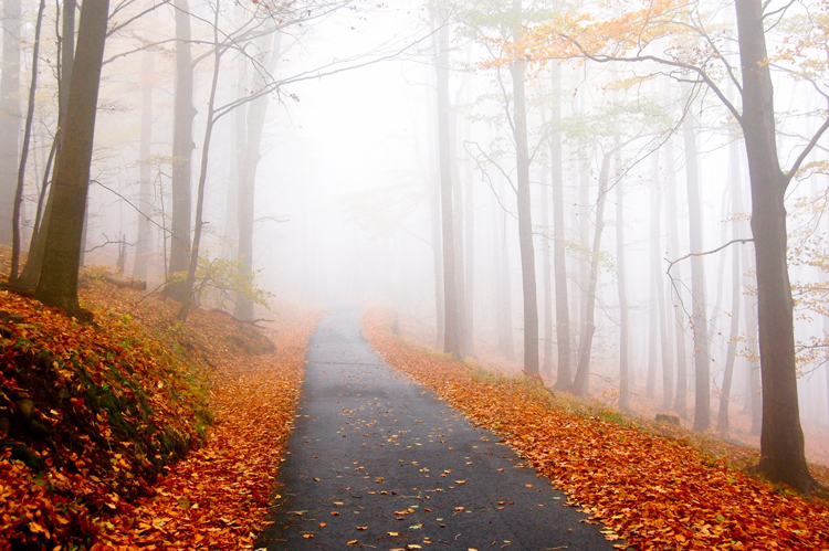 Cincinnati Fall Events